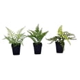 thumbnail image 2 of Vickerman FE192106 Assortiment de Fougères Vertes en Pot de 10 Po - Lot de 3, 2 of 3