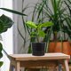 thumbnail image 1 of BRIGHTFUFU 10Ud Macetas Negras Para Plantas Con De Malla Ventilada Para Y Balcones, 1 of 8