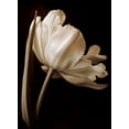 thumbnail image 2 of Britt, Charles 11x14 White Modern Wood Framed Museum Art Print Titled - Champagne Tulip I, 2 of 4