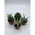 thumbnail image 5 of Aloe Variety Assortment, 3 inch pots, 4 Different Aloe Succulents, Full Sun, 5 of 9