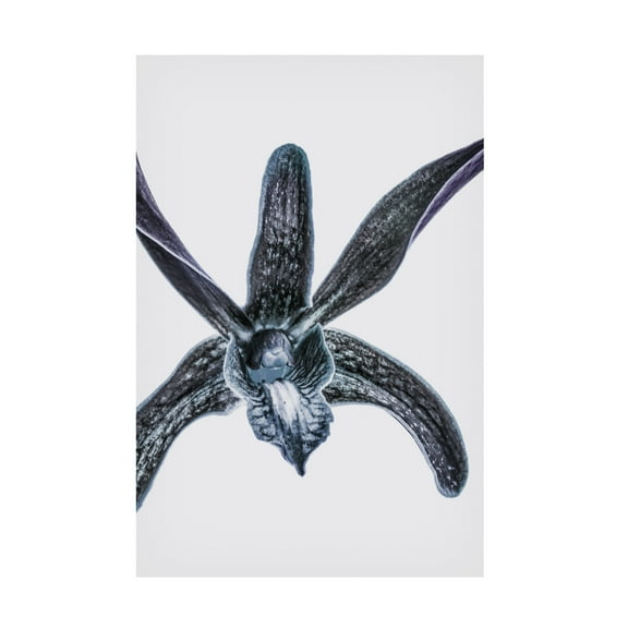 Trademark Fine Art Shot by Clint Orchid Canvas Wall Art