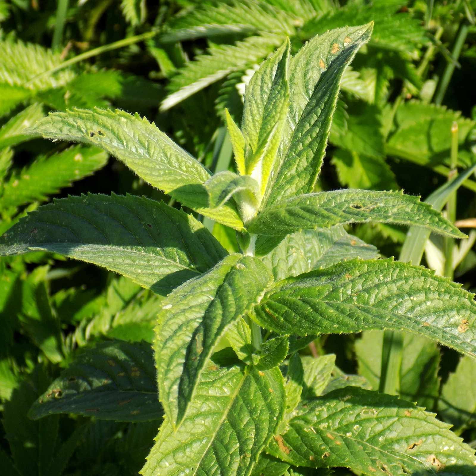 Non-GMO Heirloom Perennial Herb 400 Peppermint Seeds Mentha Mint