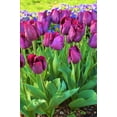 thumbnail image 4 of TomorrowSeeds - Purple Triumph Dutch Tulip Bulbs - 25 Bulbs - For 2025 Planting Dutch Grown Tulips, 4 of 9