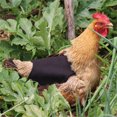 thumbnail image 5 of SLYNSHome Chicken Saddles for Hens,Chicken Apron Back Protector for Hens with Adjustable Strap Chicken Hen Mating Saddle - Black, 5 of 7