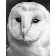 thumbnail image 2 of Straatsma, Leah 26x32 White Modern Wood Framed Museum Art Print Titled - Owl Close Up, 2 of 4