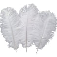 thumbnail image 1 of Plumas de avestruz naturales para una decoración encantadora del hogar, limpiadas y desinfectadas profesionalmente para un entorno seguro y no tóxico, 1 of 5