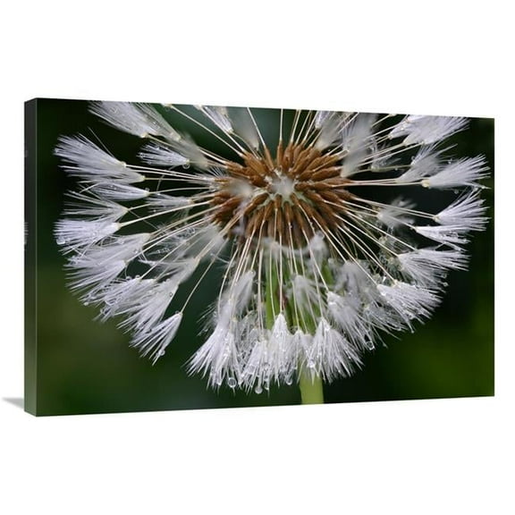 24 x 36 in. Dandelion Seedhead Art Print - Jogchum Reitsma