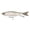 Matte Ghostified, variant on 6th Sense Draw 9 in Glide Bait Bass Fishing Lure Designed with for Trophy Bass Fishing