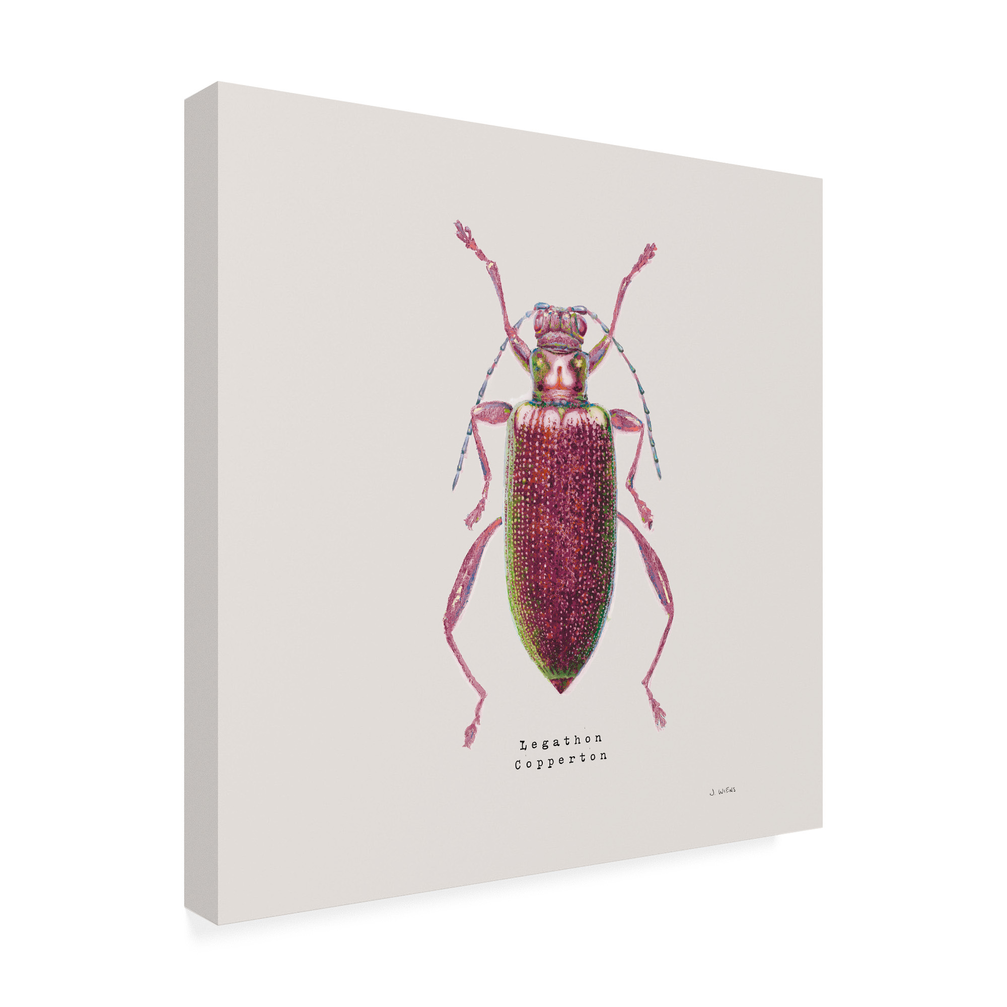 Trademark Fine Art 'Adorning Coleoptera VI Sq Claret' Canvas Art by James Wiens