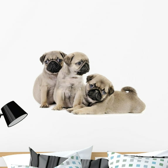 Three Pug Puppies Wall Decal by Wallmonkeys Peel and Stick Graphic (36 in W x 24 in H) WM82774