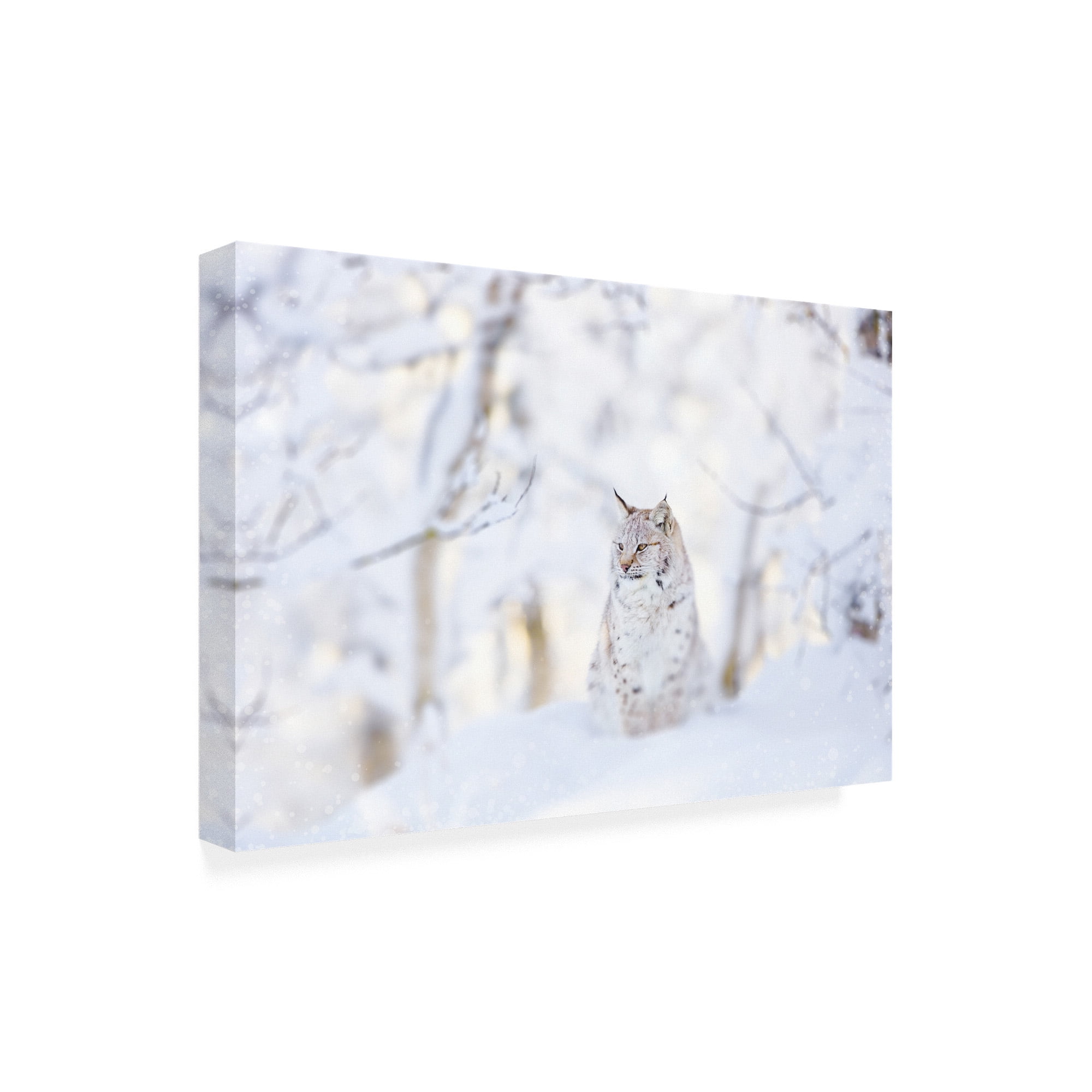 Trademark Fine Art 'Snow lynx' Canvas Art by PhotoINC Studio