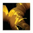 thumbnail image 2 of Gango Home Decor Contemporary Sunlit Sunflowers V by Monika Burkhart (Printed on Paper); One 16x16in Fine Art Paper Giclee Print, 2 of 4