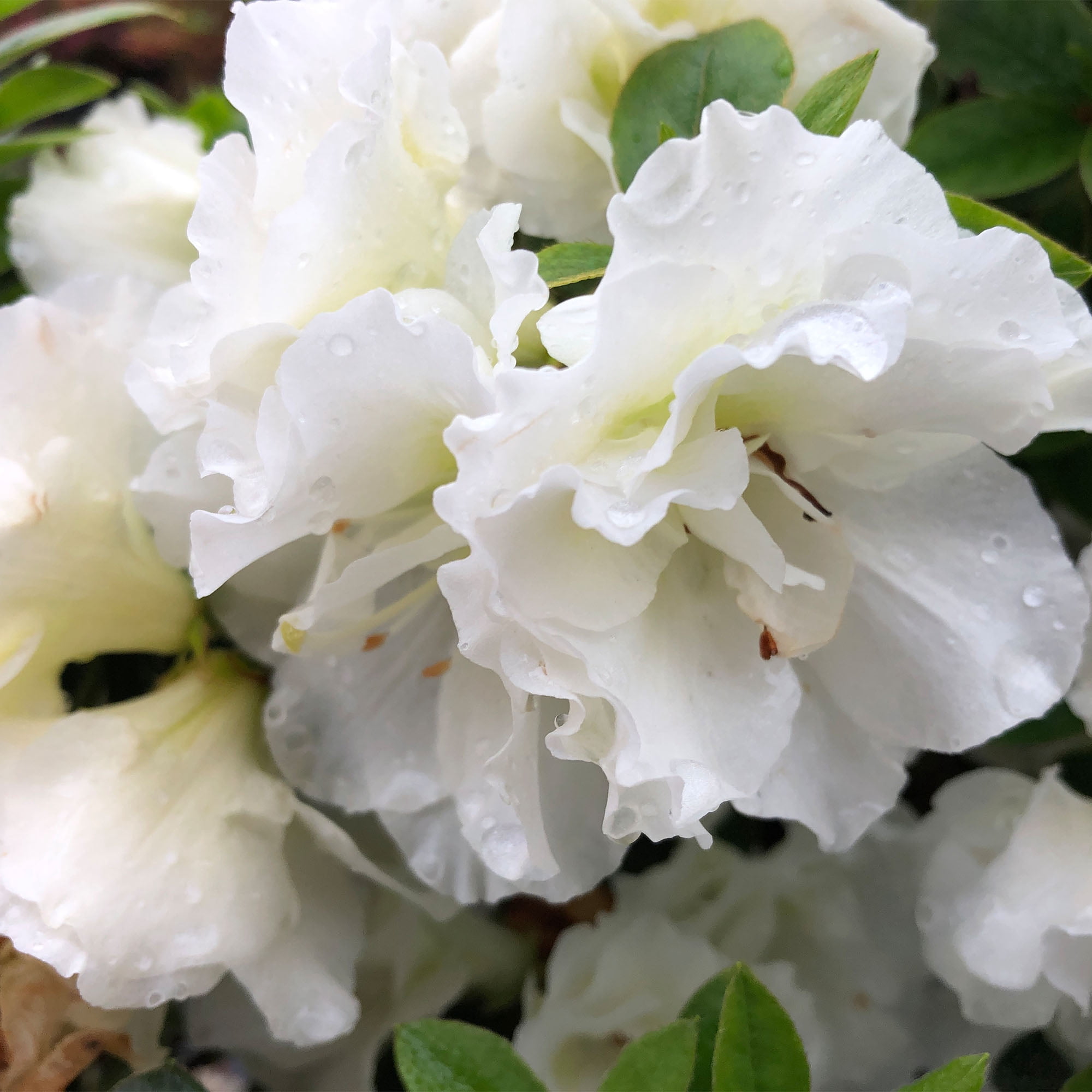 Proven Winners ColorChoice Perfecto Mundo Double White Azalea Live Shrub (2 Gallon)
