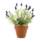 Buzzy Lavender Herb Terra Cotta Grow Kit