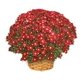 thumbnail image 2 of (2 pack) Better Homes & Gardens 2.5G Red Mum Live Plant in Bushel Basket, 2 of 8