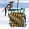thumbnail image 4 of Bird Seet Cakes Kaytee, paquete de 8 unidades, variedad de cacahuetes y semillas, 4 of 6