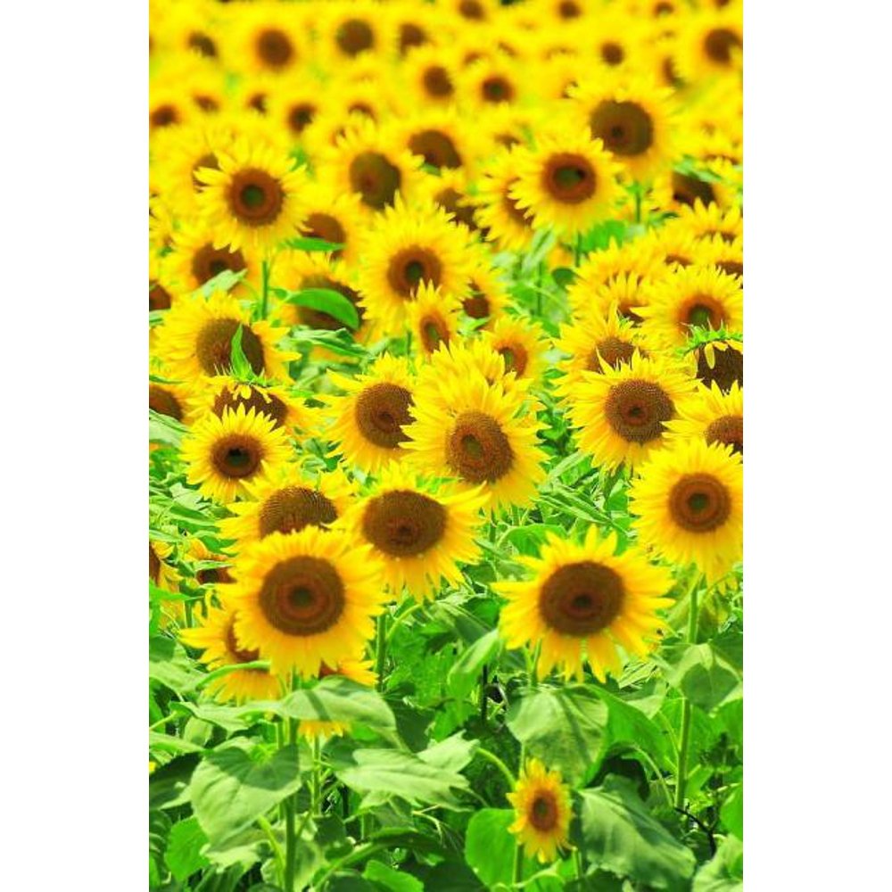 Sunflowers Notebook (Paperback)
