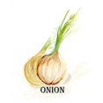thumbnail image 3 of Chapman, Marcy 12x14 Black Modern Framed Museum Art Print Titled - Veggie Sketch X-Onion, 3 of 5