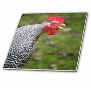 3dRose Buff Orpington rooster, farm animal crowing - US48 DBN0047 - David Barnes - Ceramic Tile, 4-inch
