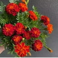 thumbnail image 4 of 400 Seeds French Marigold Flower Seeds,  Mixed Colors-Rare Original Flower Seeds Marigold, 4 of 9