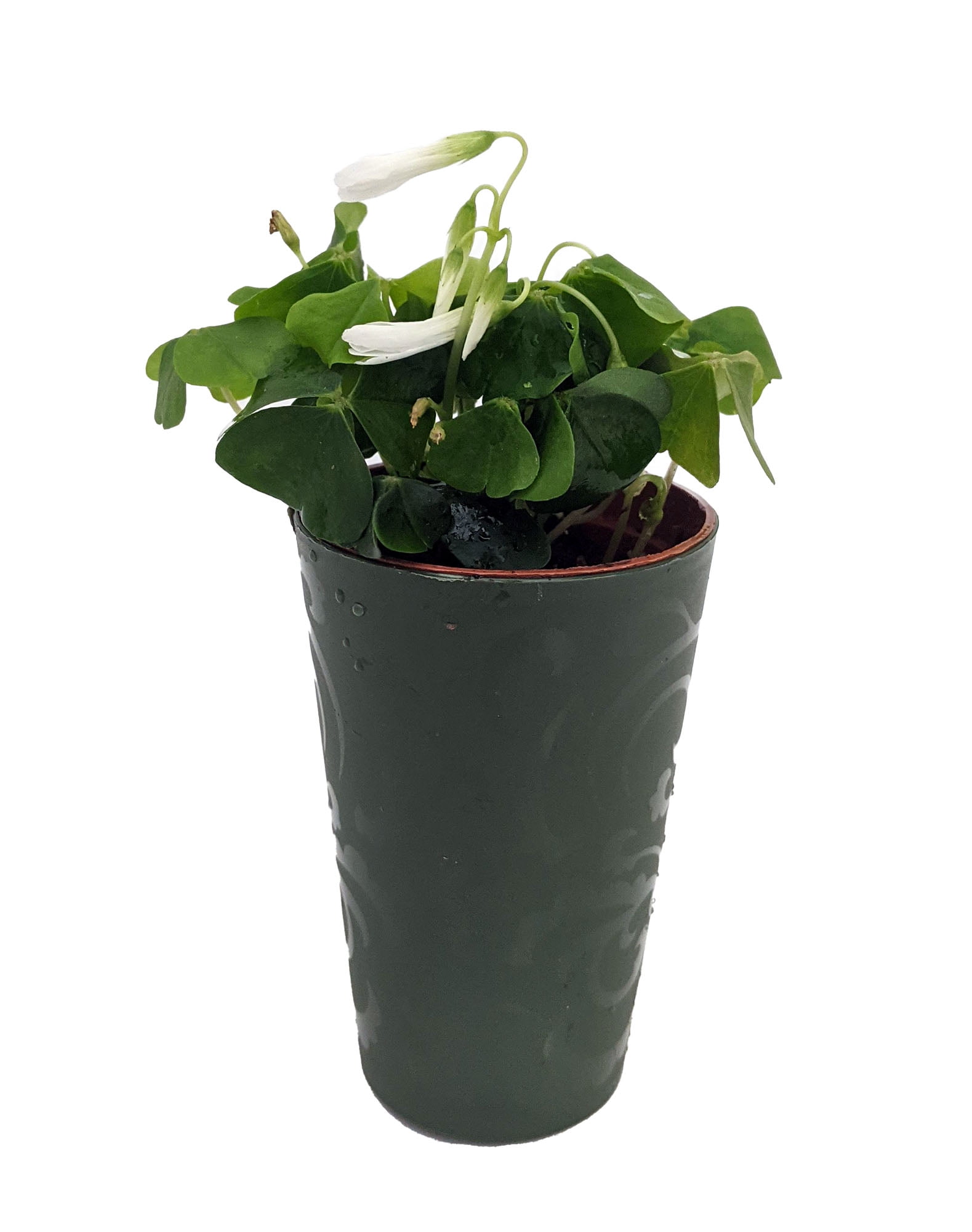 Green Shamrock Plant White Flowers Oxalis 2.5" Self Watering Pot