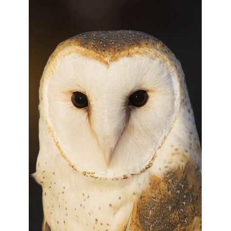 Male Barn Owl Tyto Alba Usa Print Wall Art By John Cornell