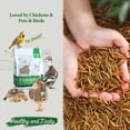thumbnail image 3 of COOHGRUBS 100% Natural Dried Mealworms, Non-GMO Meal Worms for Chickens, Ducks & Wild Birds, High Protein Chicken Treats & Bird Food, 5-lb Box, 3 of 8