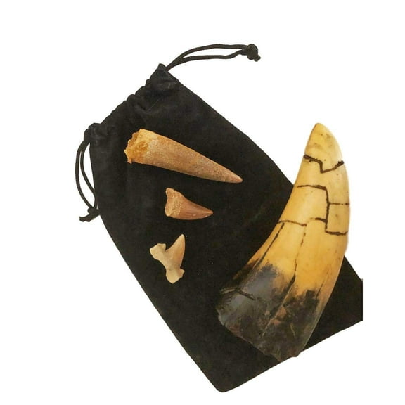 Fossil Tooth Gift Collection -Set of 4 - Real Mosasaur, Spinosaurus, Shark and T-rex Replica