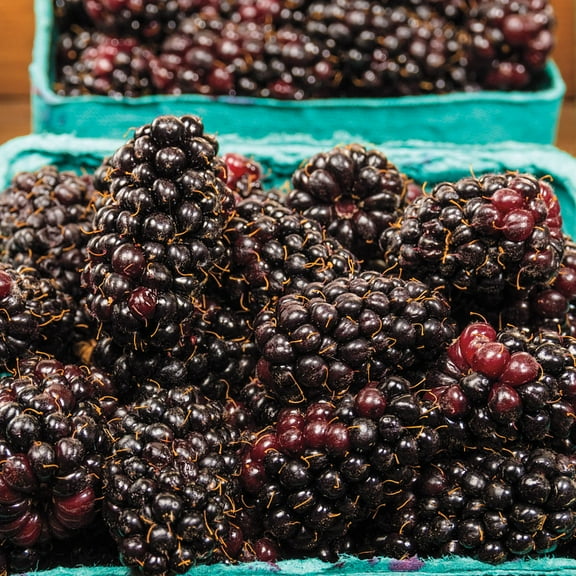 Marionberry (Rubus) Dormant Bare Root Starter Fruiting Plant (1-Pack)