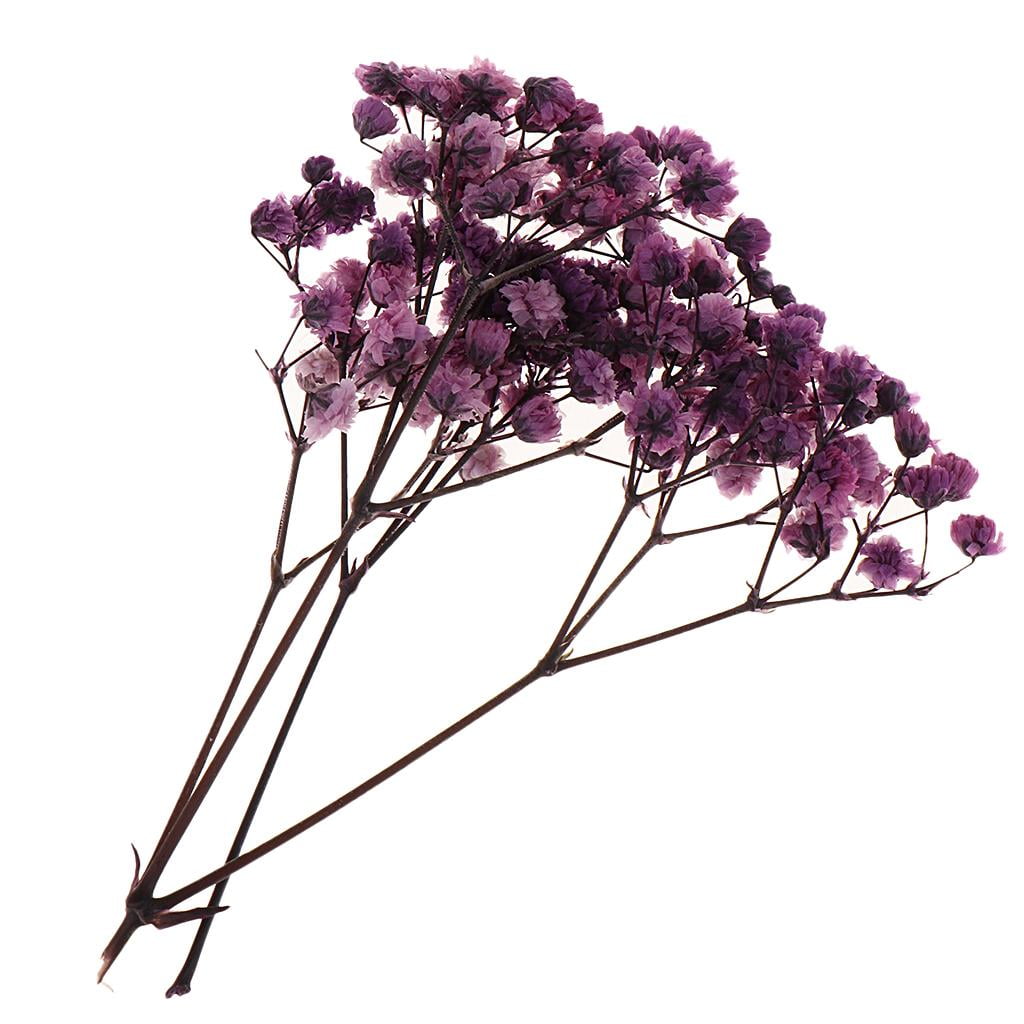 8pcs Pressed Dried Babysbreath Natural Dry Preserved Flower