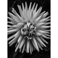 thumbnail image 2 of Bannon, Heidi 25x32 White Modern Wood Framed Museum Art Print Titled - BandW Pop, 2 of 4