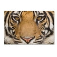 thumbnail image 2 of Lion Portrait 1 by Robert Harding Picture Library, 16x24-Inch Canvas Wall Art, 2 of 9