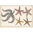 thumbnail image 2 of Diderot, Denis 18x14 White Modern Wood Framed Museum Art Print Titled - Starfish Naturelle II, 2 of 4