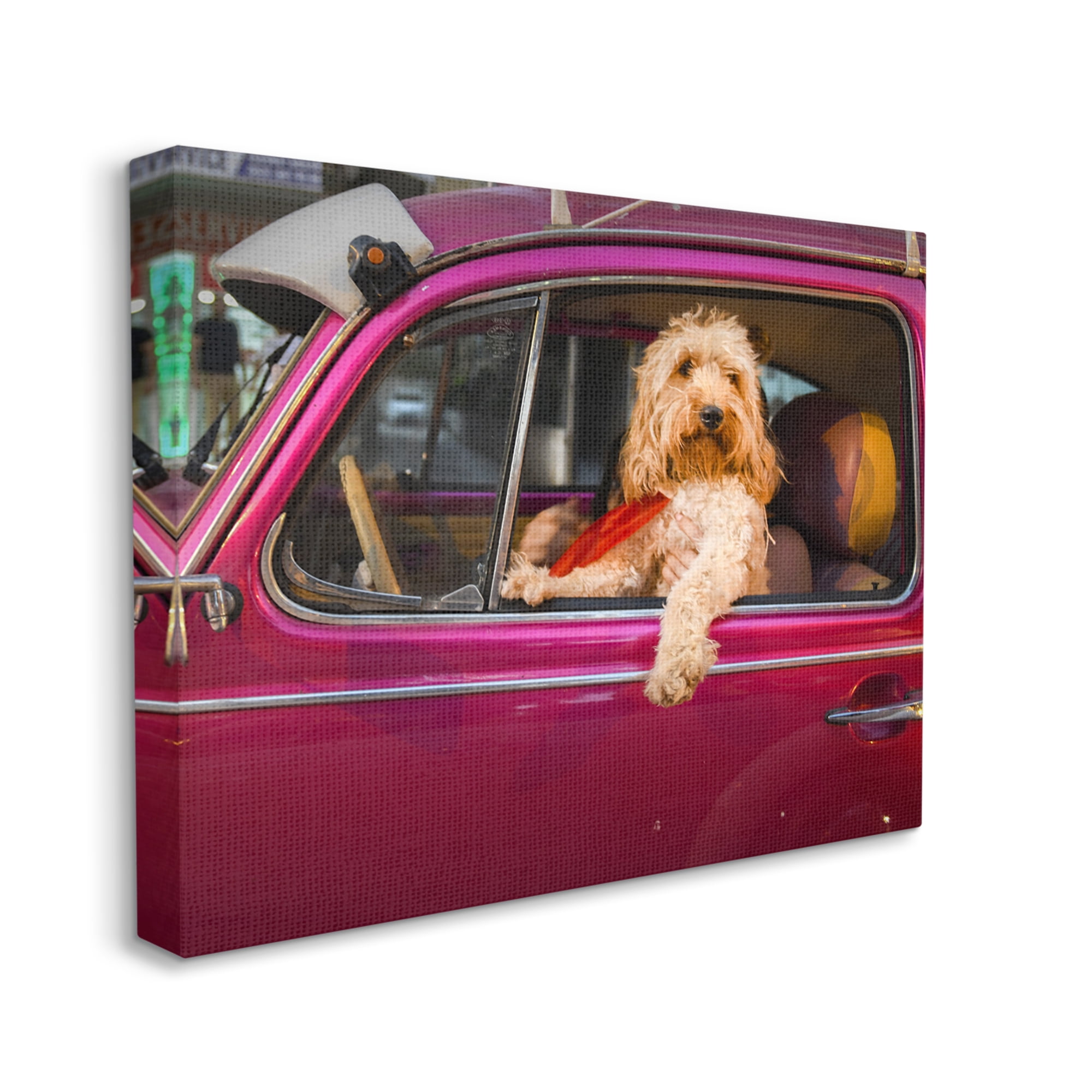 Stupell Industries Funny Chauffeur Dog Animals & Insects Photography Gallery Wrapped Canvas Art Print Wall Art, 40 x 30