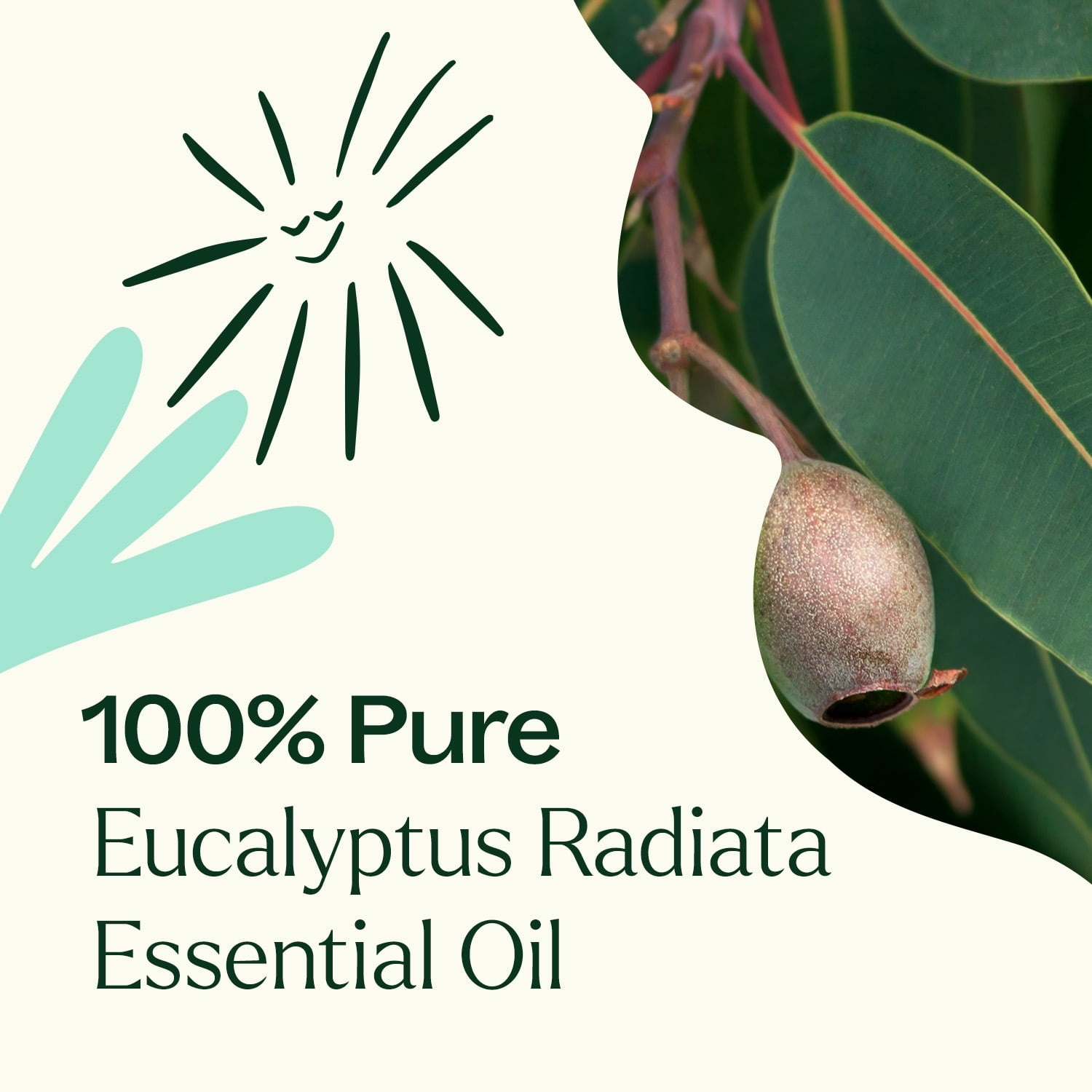 Plant Therapy Eucalyptus Radiata Essential Oil 100 mL (3.3 oz) 100% Pure, Undiluted, Natural Aromatherpay