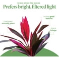 thumbnail image 3 of American Plant Exchange Cordyline 'Red Sister' Plant in 10" Pot, Hawaiian Good Luck Tree, Bright Indirect Light, Easy Care Indoors Outdoors, 3 of 7