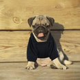thumbnail image 4 of Sudadera con capucha para perro, paquete de 2, suéteres para cachorros, ropa para perros pequeños, niñas, niños, chihuahuas, ropa para perros, ropa para gatos, abrigos (negro y azul, mediano), 4 of 5