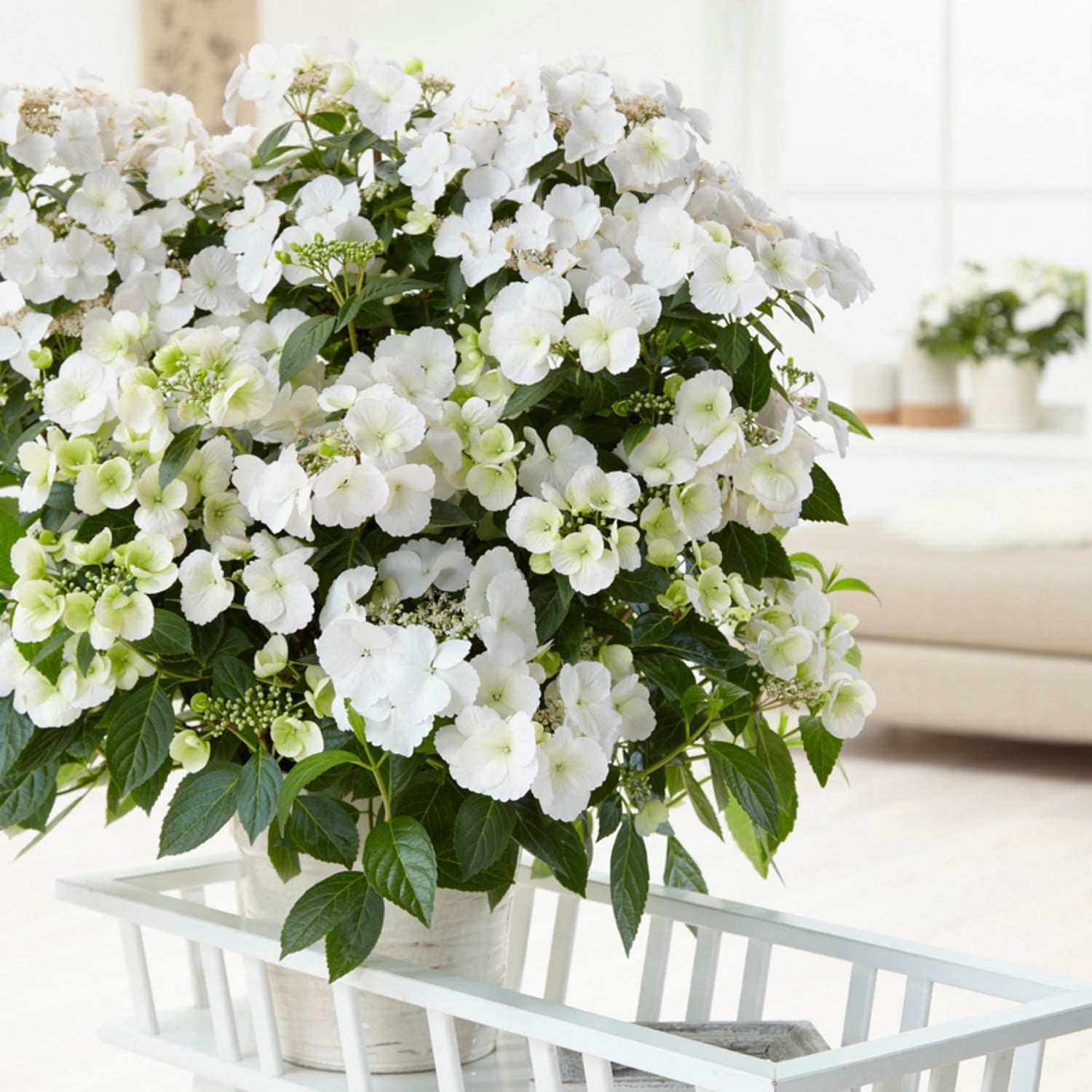 Proven Winners ColorChoice 5" White Fairytrail Bride Cascade Hydrangea Live Plant in 4.5" Pot (4 Count)