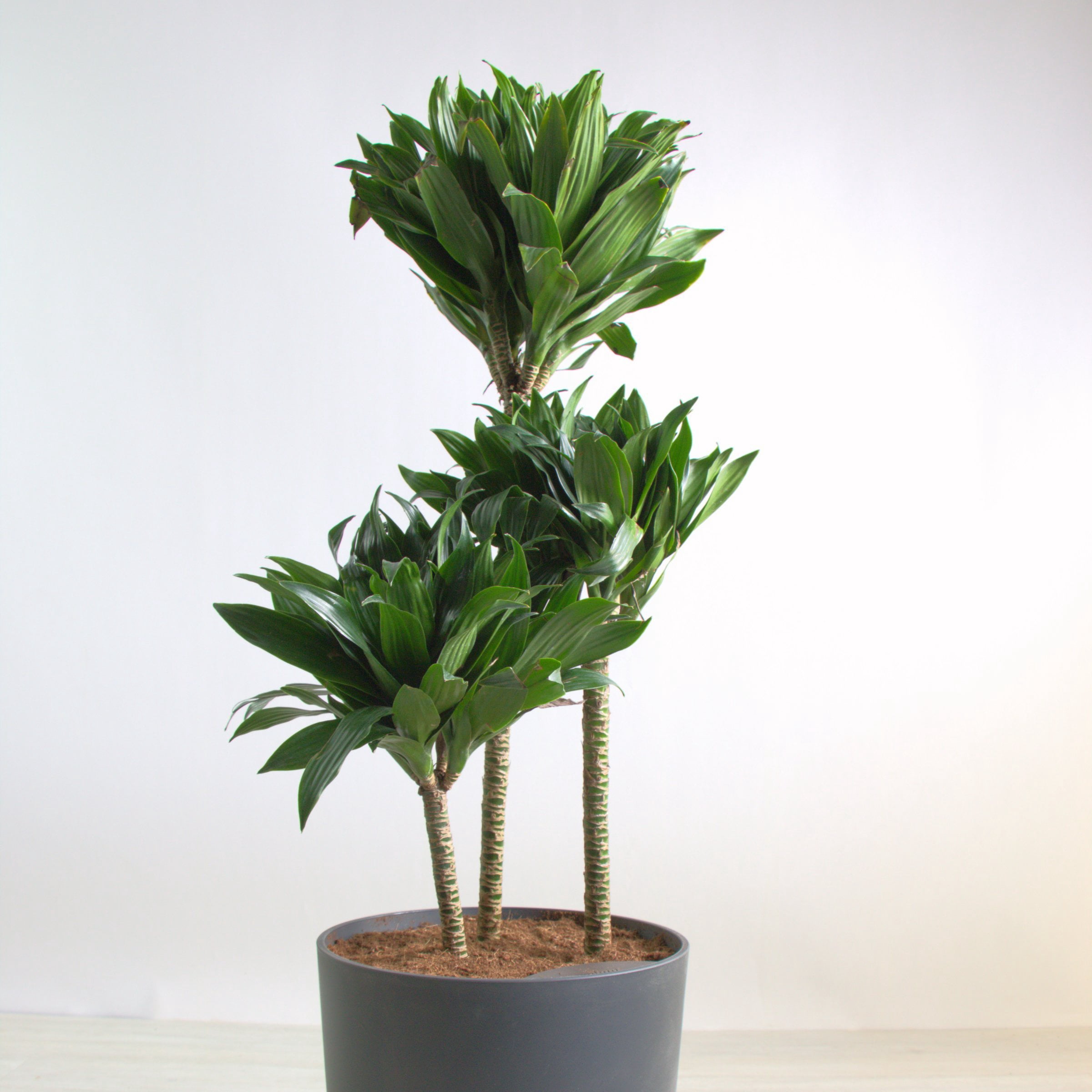 10 in. Dracaena Janet Craig Compacta 3-2-1