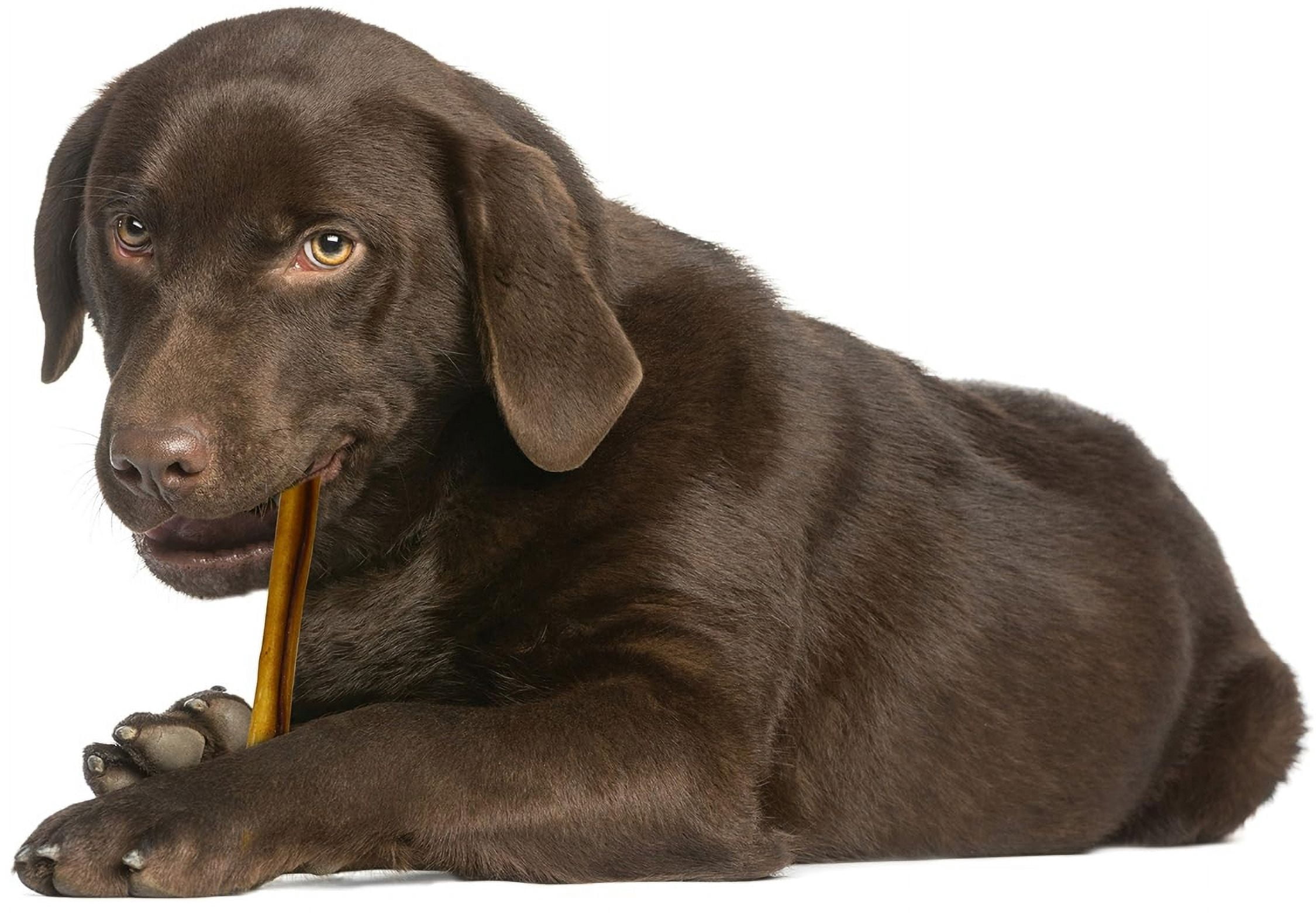 Cadet Single Ingredient Bully Sticks for Dogs Large [Dog Bully Sticks, New Dog Supplies, Cadet, Dog Supplies] 2 count