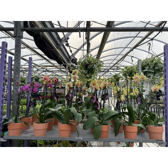 Moth Orchid-Phalaenopsis-Air Purifying Indoor Plant 4" Pot