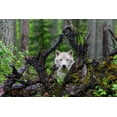 thumbnail image 2 of Centioli, Mike 18x13 White Modern Wood Framed Museum Art Print Titled - Wolf, 2 of 4