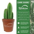 thumbnail image 2 of Fairy Castle Cactus - 2 Live Starter Plants - Cereus Tetragonus - Beautiful Indoor Outdoor Cacti Succulent Houseplant, 2 of 6