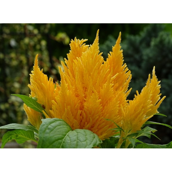 100 Yellow Feather Celosia Heirloom Seeds -Celosia argentea var cristata