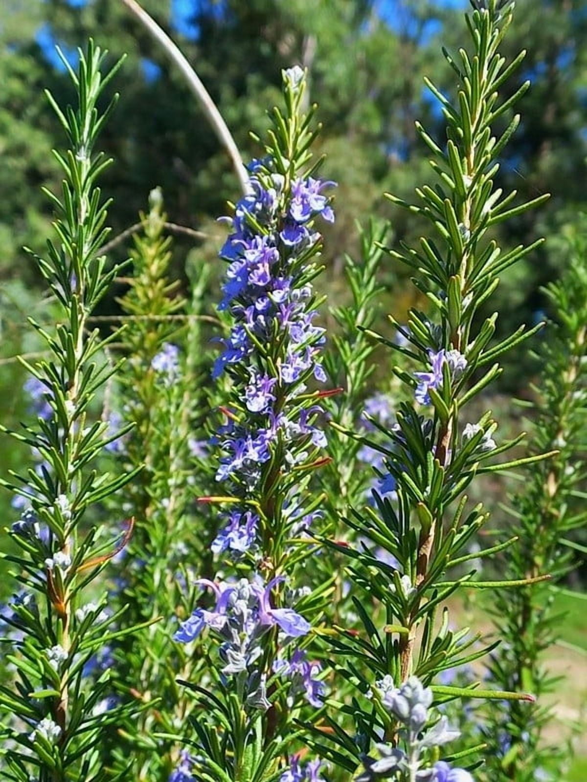 Rosemary Plant Live 4'' Pot, Fresh Rosemary Stater Plant, Purple Flower, Herb Garden Planting