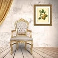thumbnail image 3 of Unknown 20x24 Gold Ornate Wood Framed with Double Matting Museum Art Print Titled - The Teinton Squash Pear, 3 of 4