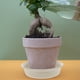 thumbnail image 5 of 2 bandejas redondas para platillos de plantas, de plástico, para macetas, con base redonda para macetas., 5 of 5