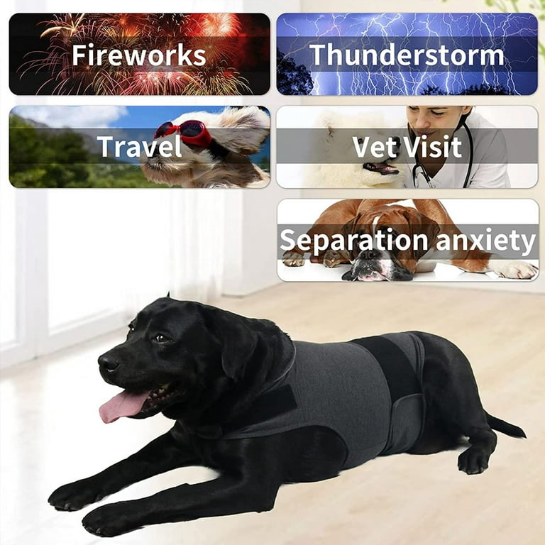 6 Supplies to Calm Your Dog's Separation Anxiety: Toys, Vest, Camera