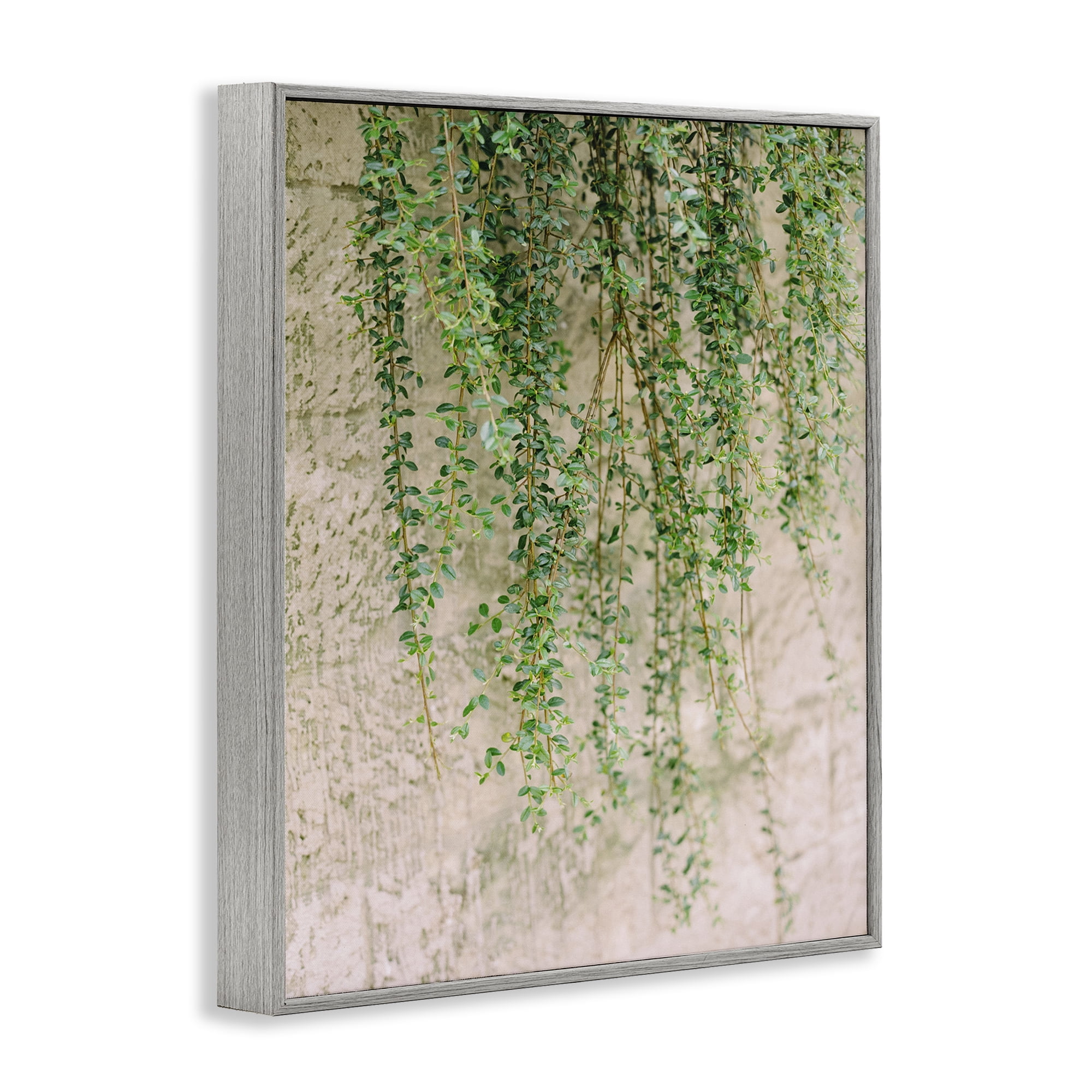 Stupell Industries Hanging Ivy Vines Botanical & Floral Photography Gray Framed Art Print Wall Art, 16 x 20