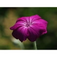 thumbnail image 3 of Bonin, Suzanne 14x12 Black Modern Framed Museum Art Print Titled - Rose Campion, 3 of 5